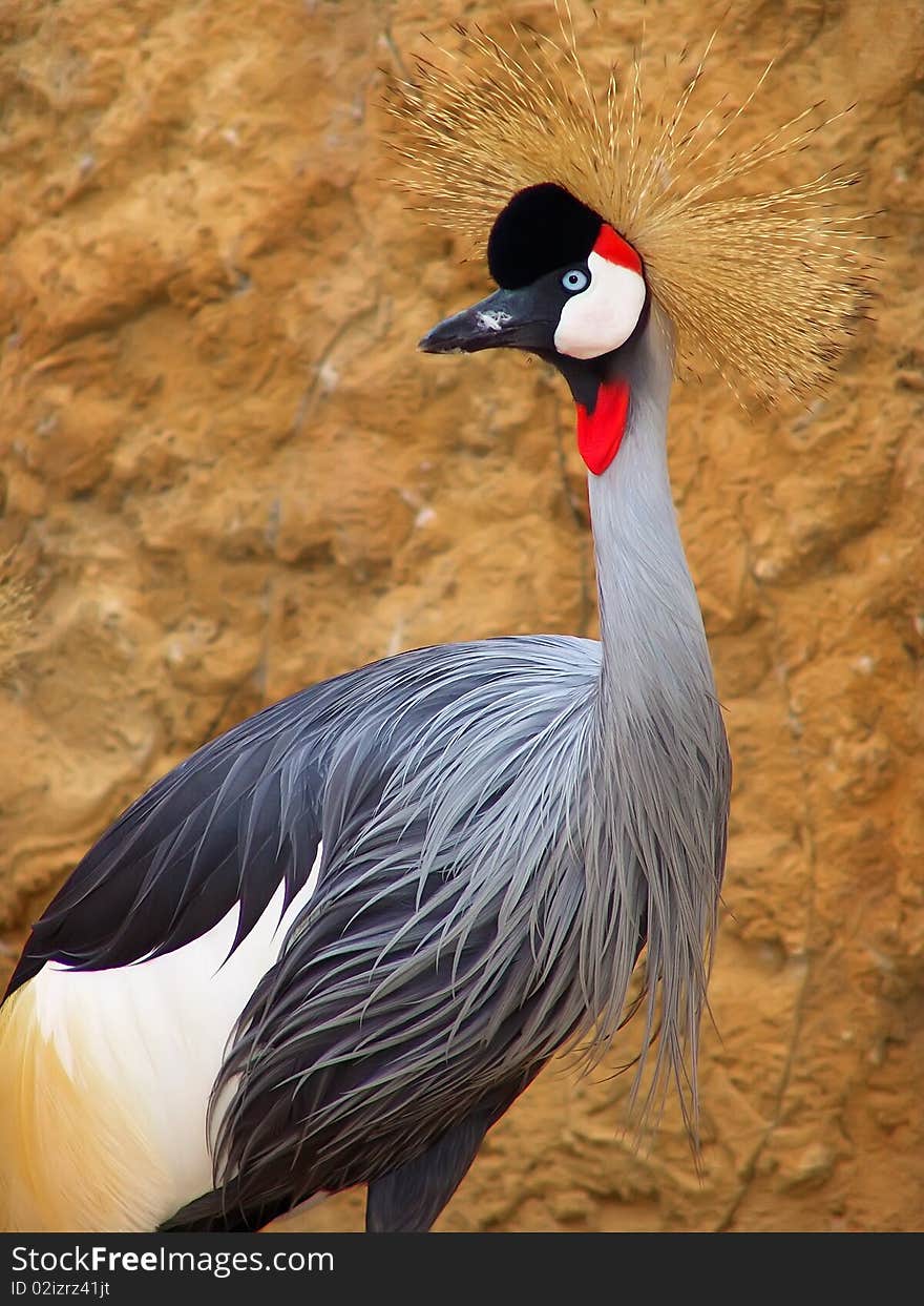 Beautiful exotic crowned crane, daylight, behind a stone wall. Beautiful exotic crowned crane, daylight, behind a stone wall