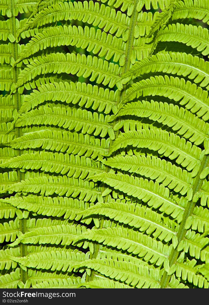 Beautiful green background of fern leaves. Beautiful green background of fern leaves