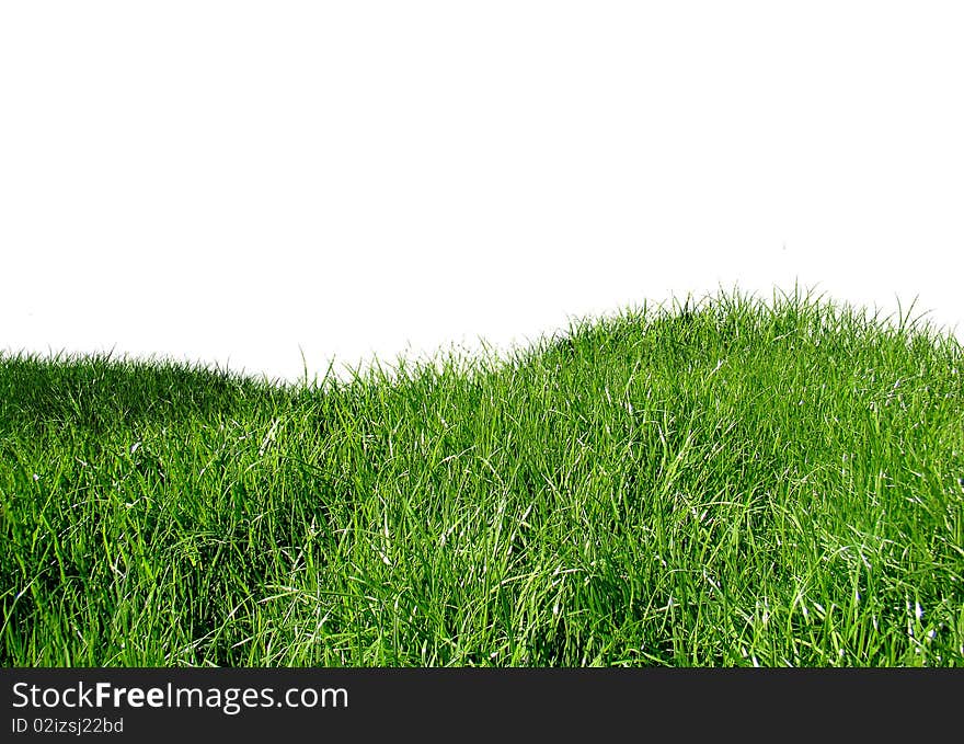 Green grass on the isolated background