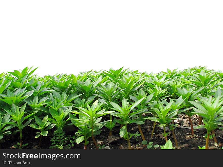 Green grass on the isolated background