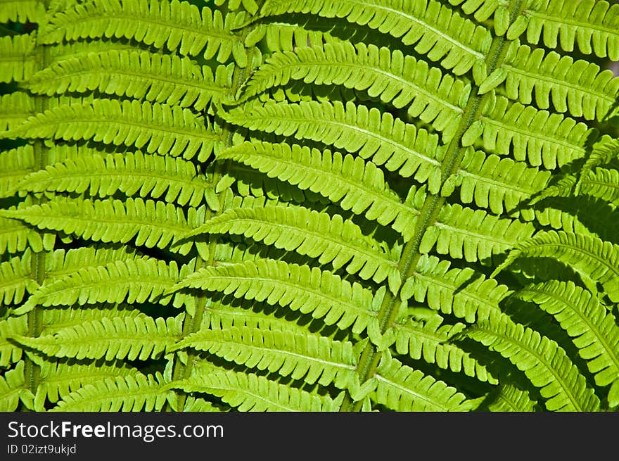 Beautiful green background of fern leaves. Beautiful green background of fern leaves