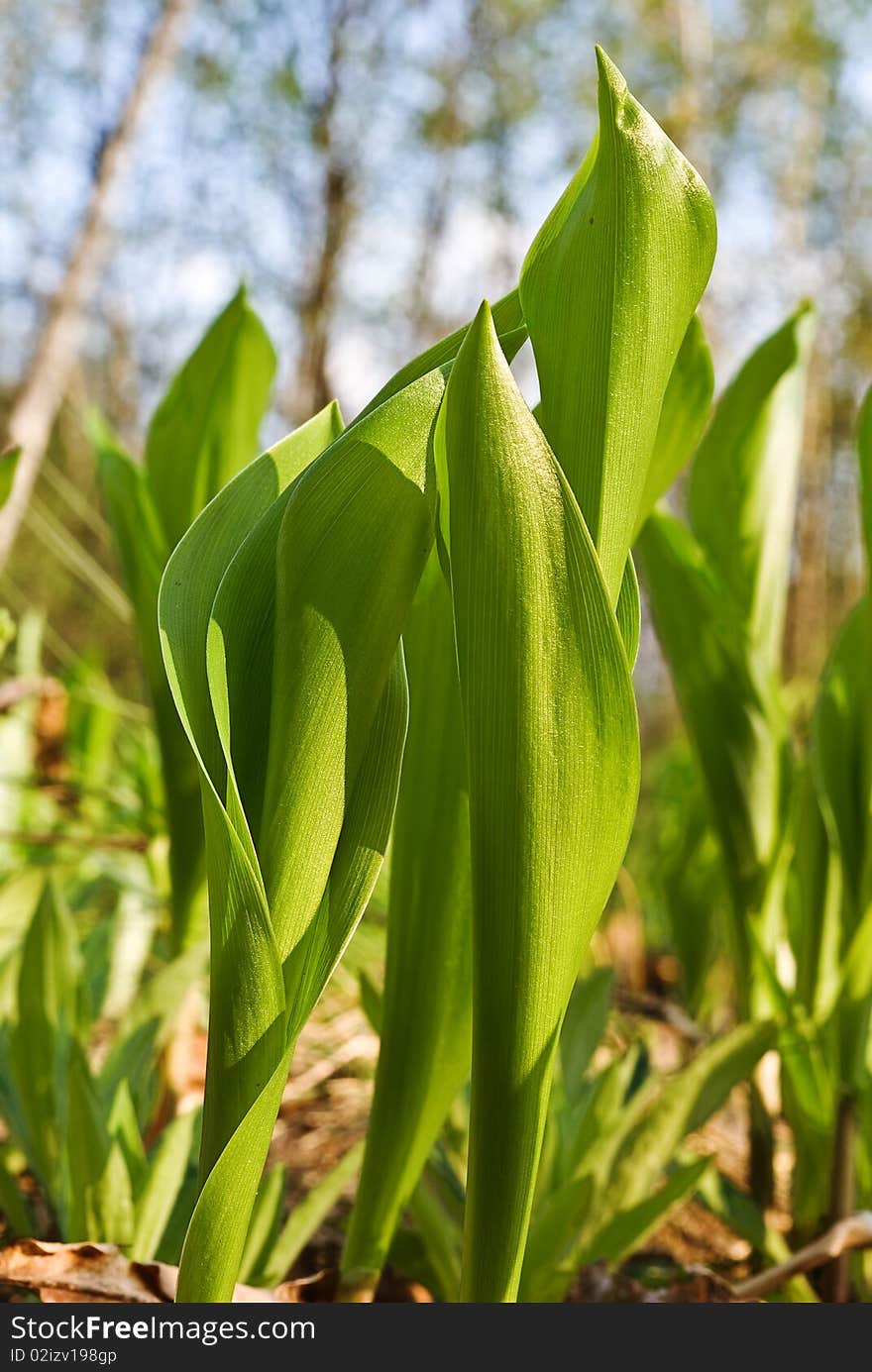 Lily Of The Valley