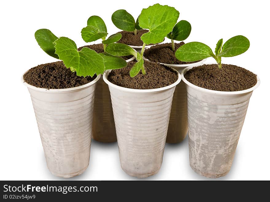 Small plants isolated on a white background