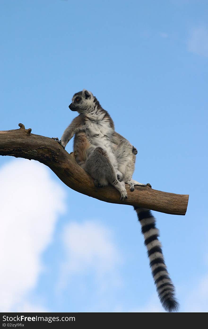 Lemur catta sitting on a tree branch