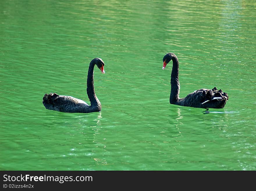 Couple of black swans on a pond