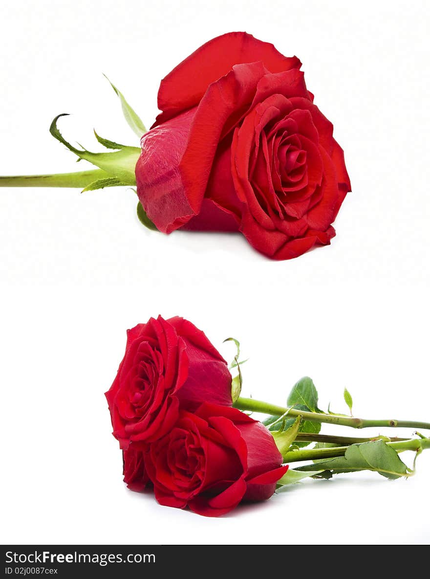 A set of roses isolated on white