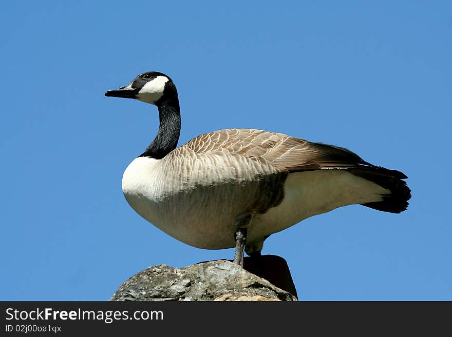 A Canadian goose against blue sky