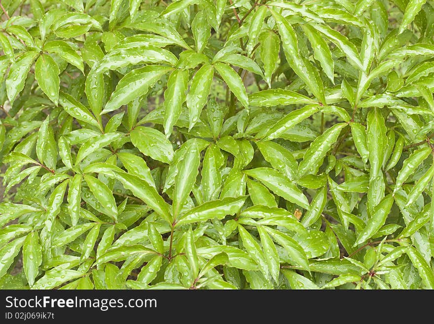 Raindrops on wet leaves