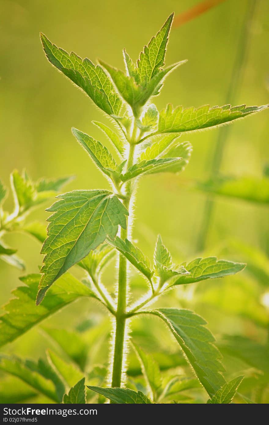 A shining spring plant