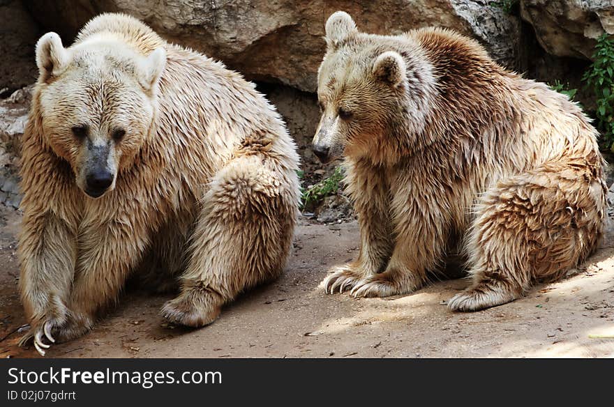 Grizzly Bears