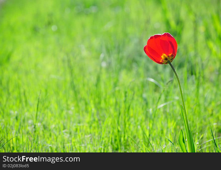 One tulip in the middle of a green field. One tulip in the middle of a green field