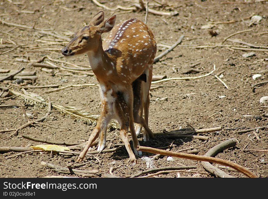 Deer feeding its fawn at the zoo