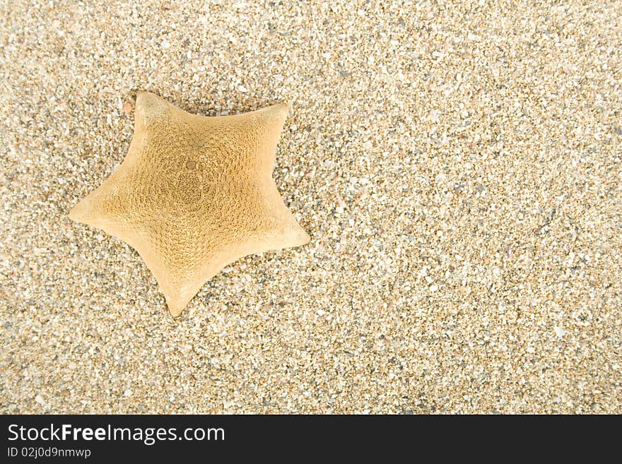 Starfish on sand