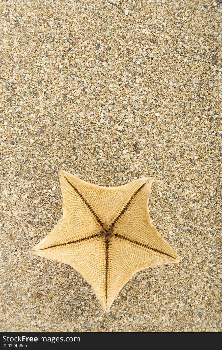 Starfish on the sand. Background. Starfish on the sand. Background