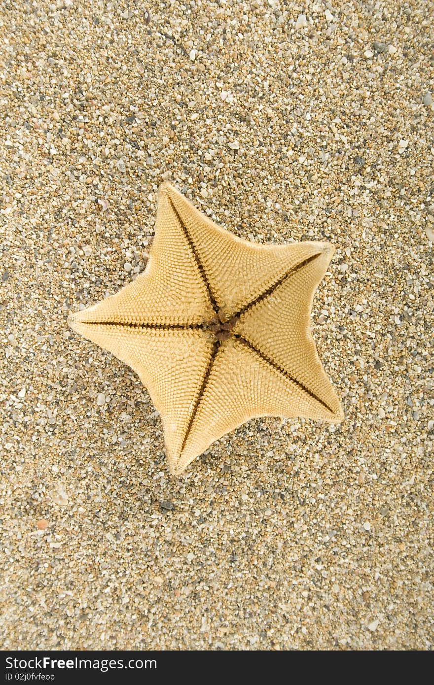 Starfish on the sand. Background. Starfish on the sand. Background