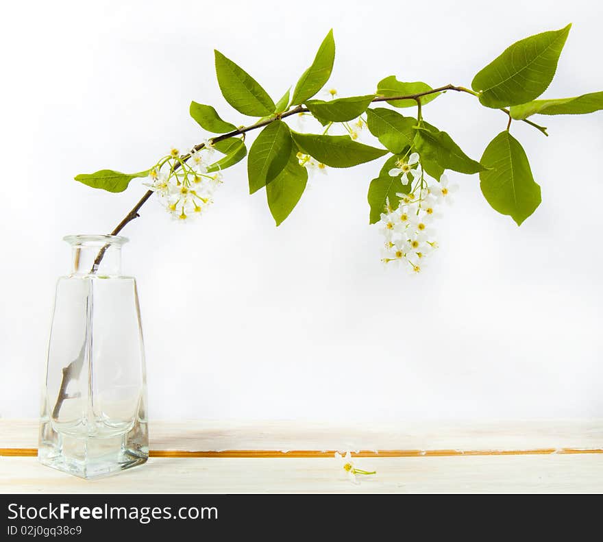 Bird Cherry Flower