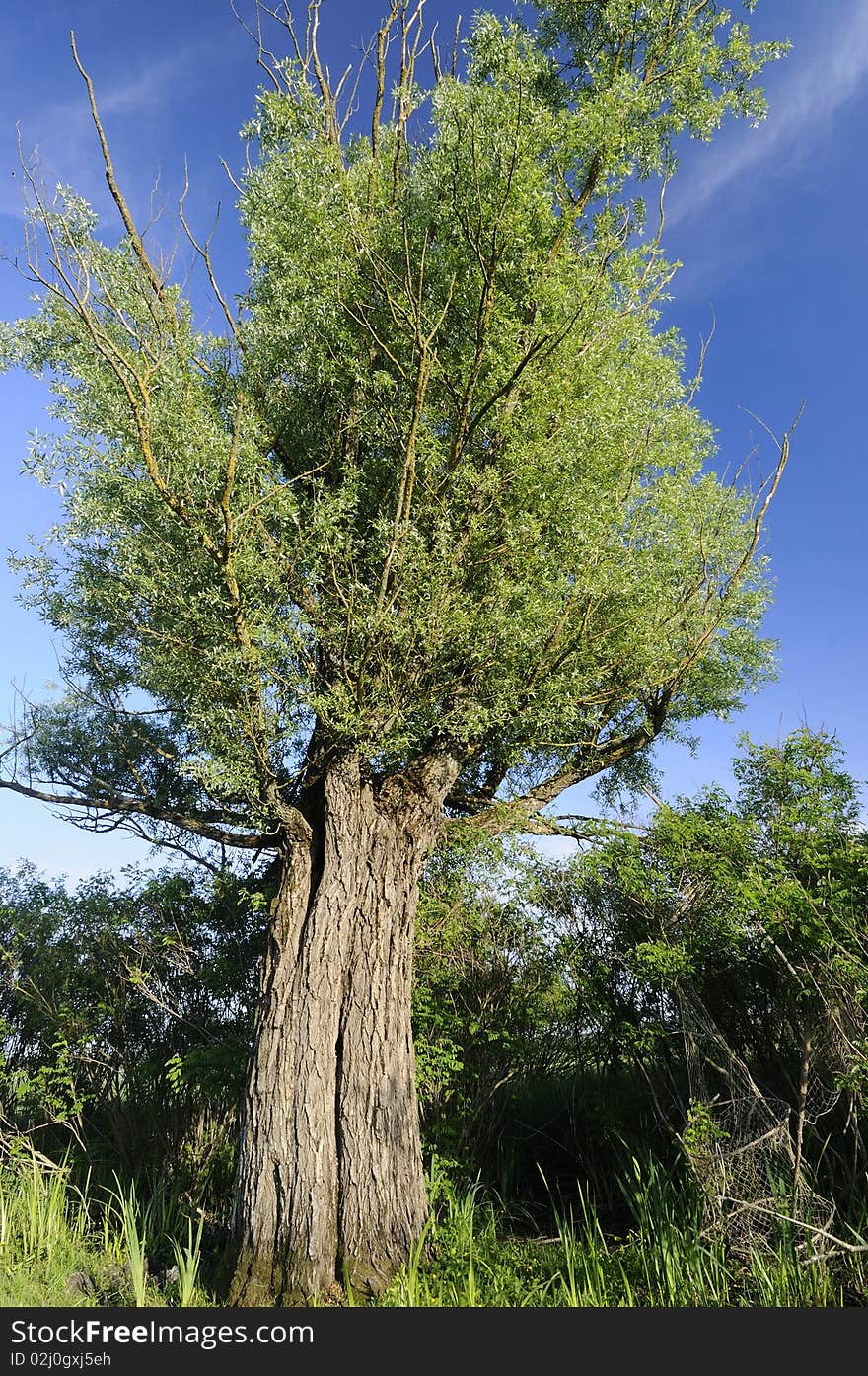 Sunny tree