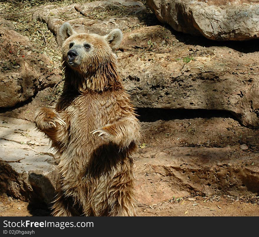 Brown grizzly bear