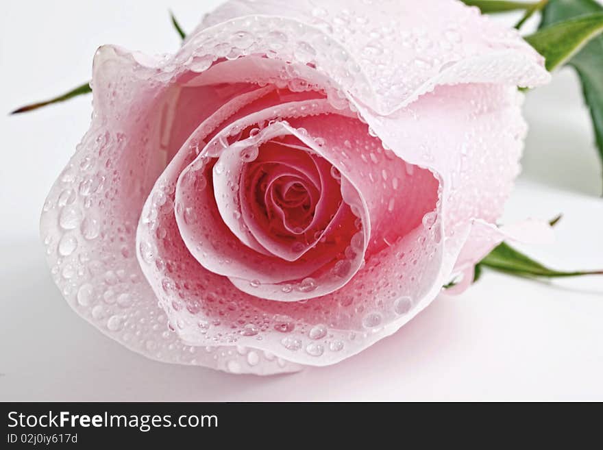 A pink wet isolated rosebud. A pink wet isolated rosebud