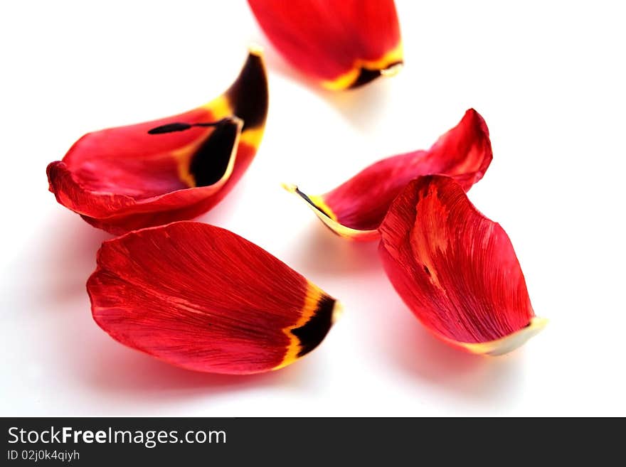 Petals of tulip on a white background (small DOF). Petals of tulip on a white background (small DOF)