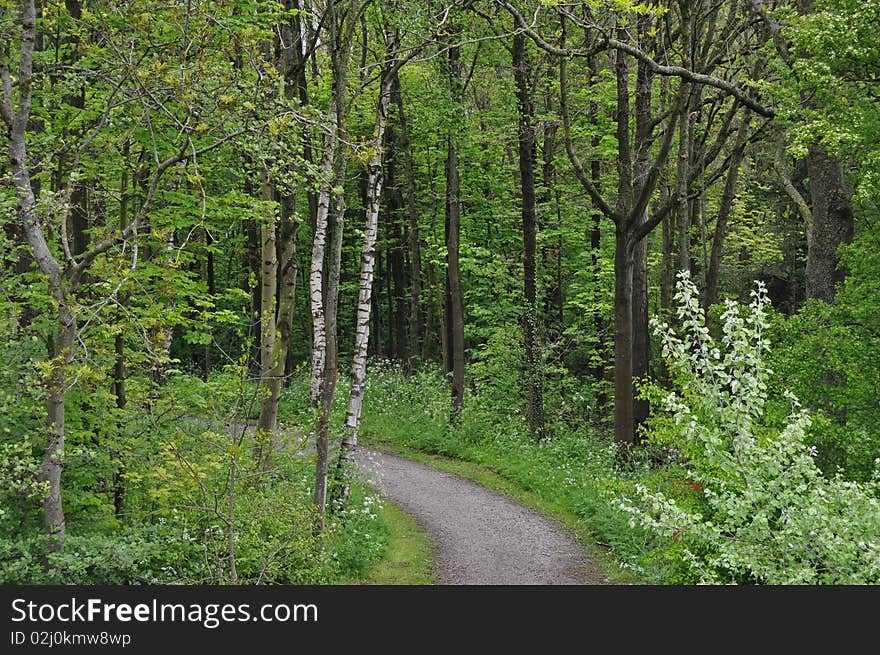 Road in a forest in Wieringerwerf, Noord-Holland Netherlands, West europa. Road in a forest in Wieringerwerf, Noord-Holland Netherlands, West europa