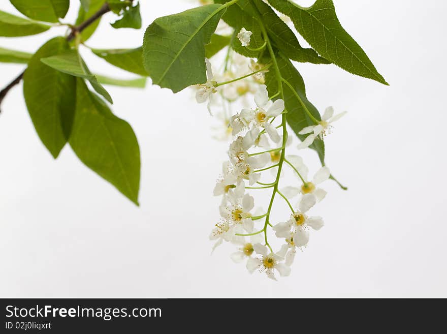 Bird cherry flower