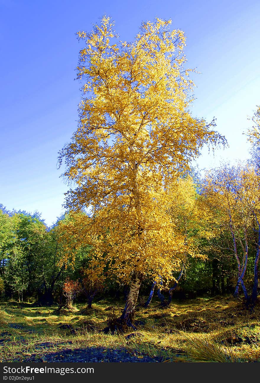 Autumn wood, lonely tree, yellow leaves, birch, meadow, edge of wood,. Autumn wood, lonely tree, yellow leaves, birch, meadow, edge of wood,