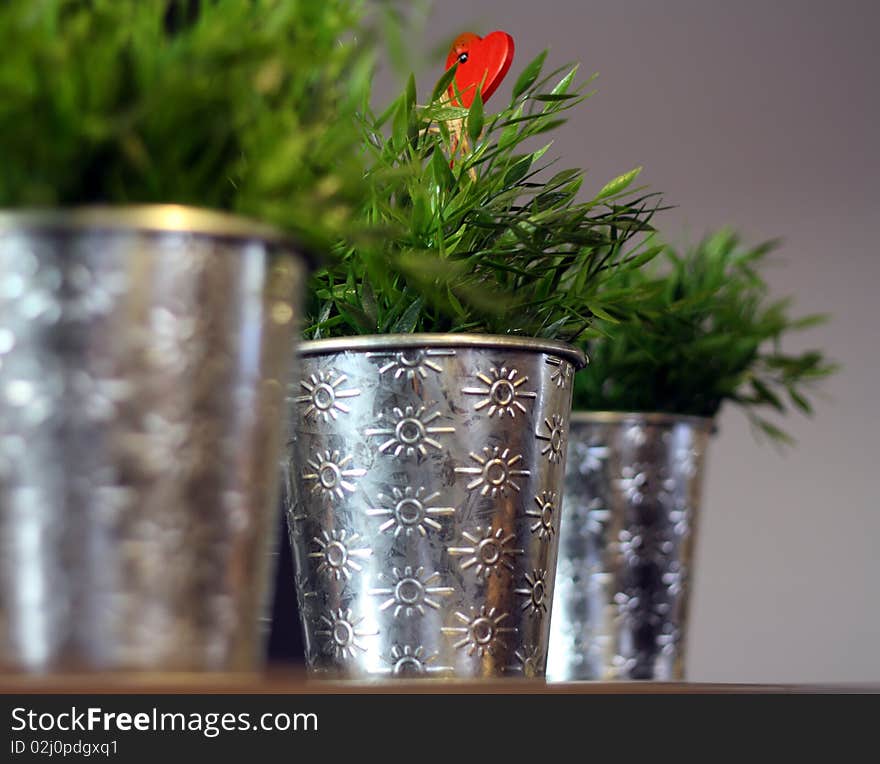 Decorative greenary in a pot i