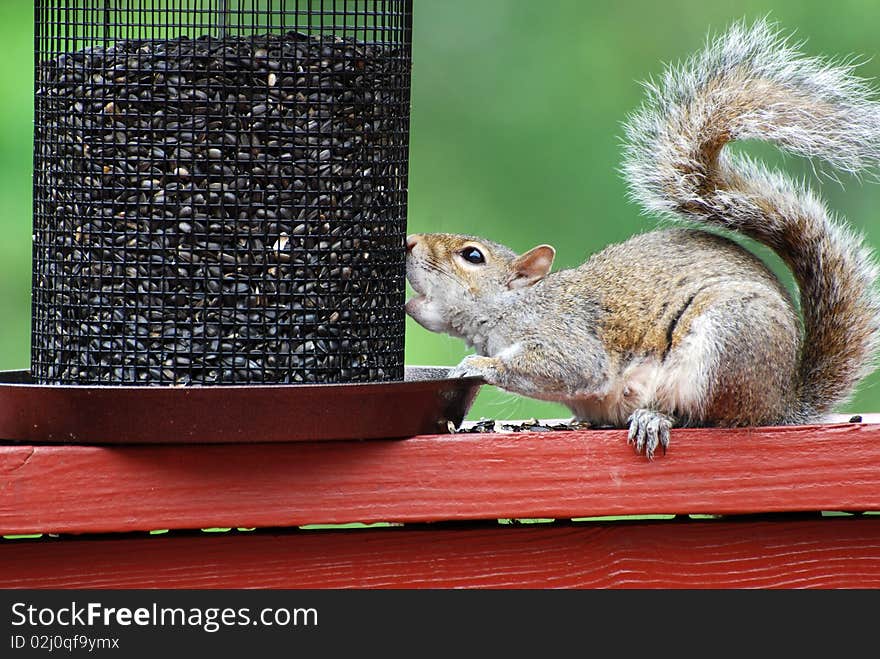 Squirrel stealing sunflower seeds from a bird feeder