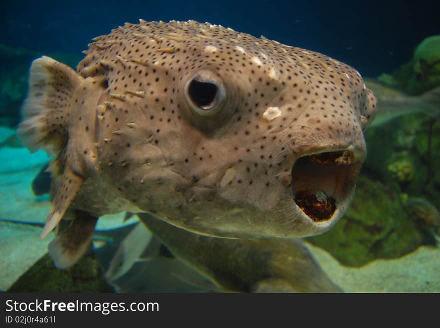 Fish With Open Mouth