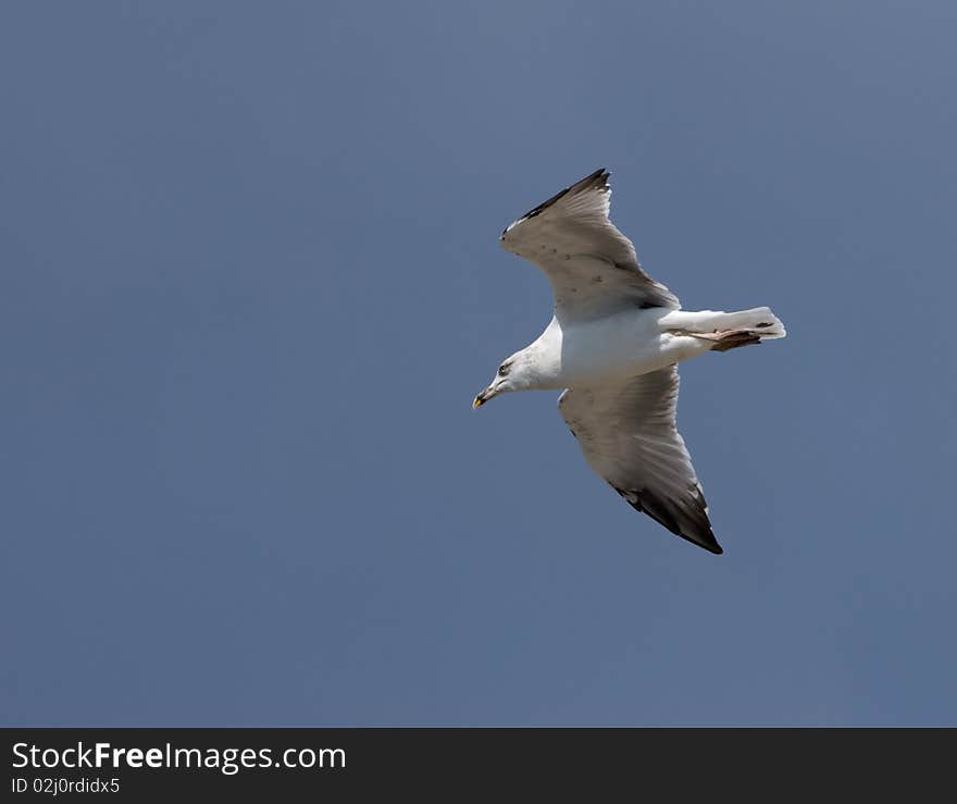 Seagull in the fly