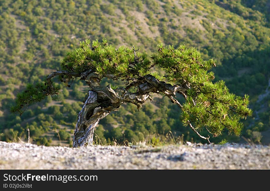 Crimea pine tree in mountains, small deep of field