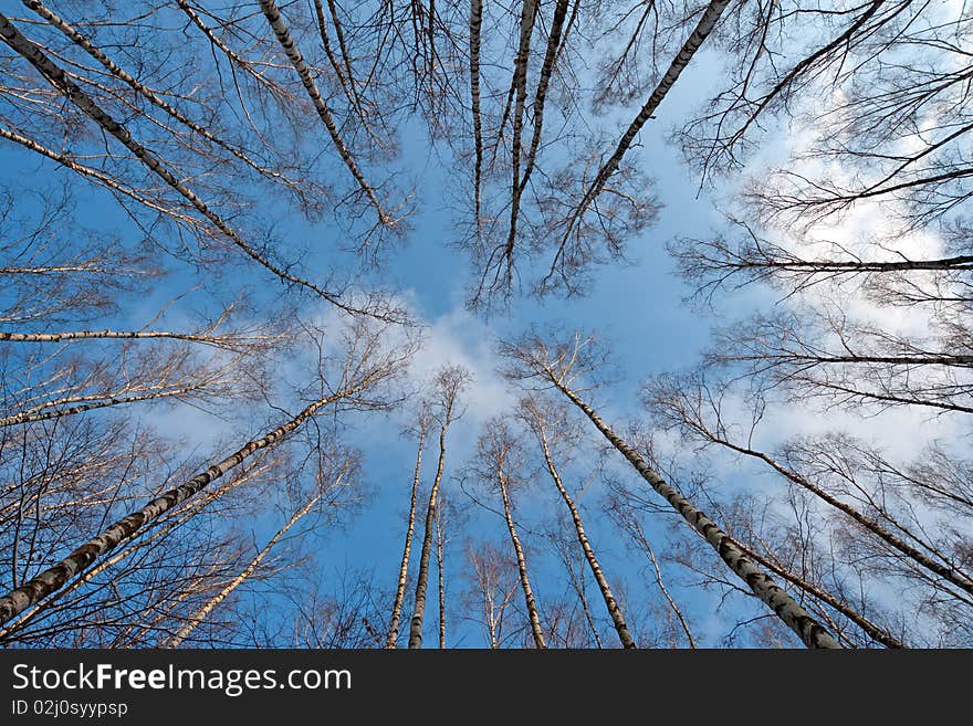 Winter tree crowns on deep blue sky. Winter tree crowns on deep blue sky