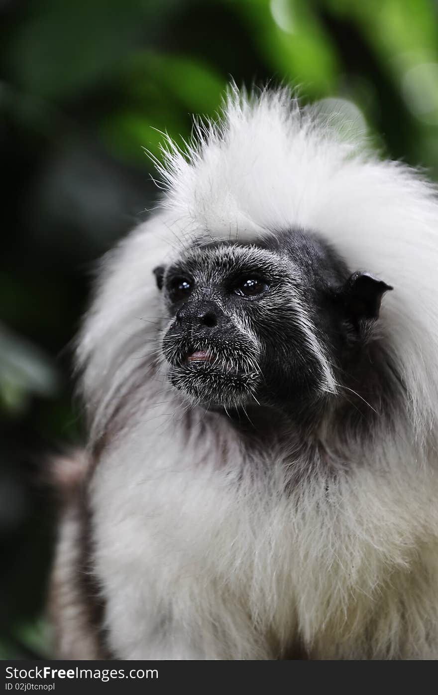 Confused Little Cotton Head Tamarin Monkey