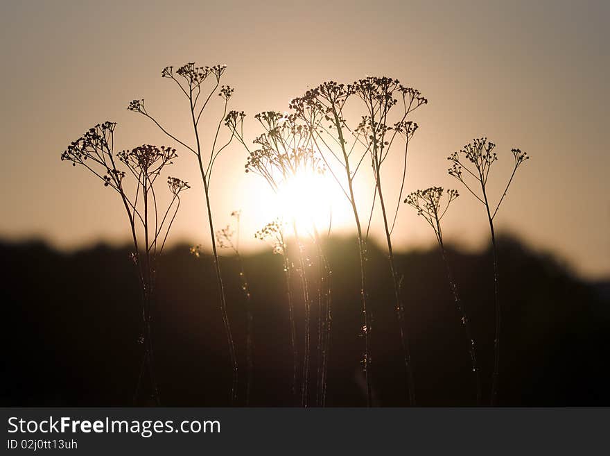 Grass in front of sun