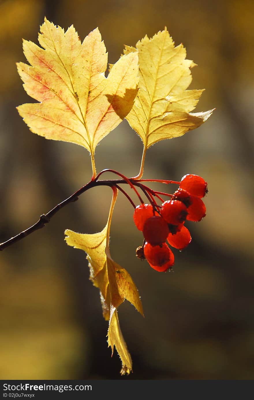 Fruits of a ripe hawthorn