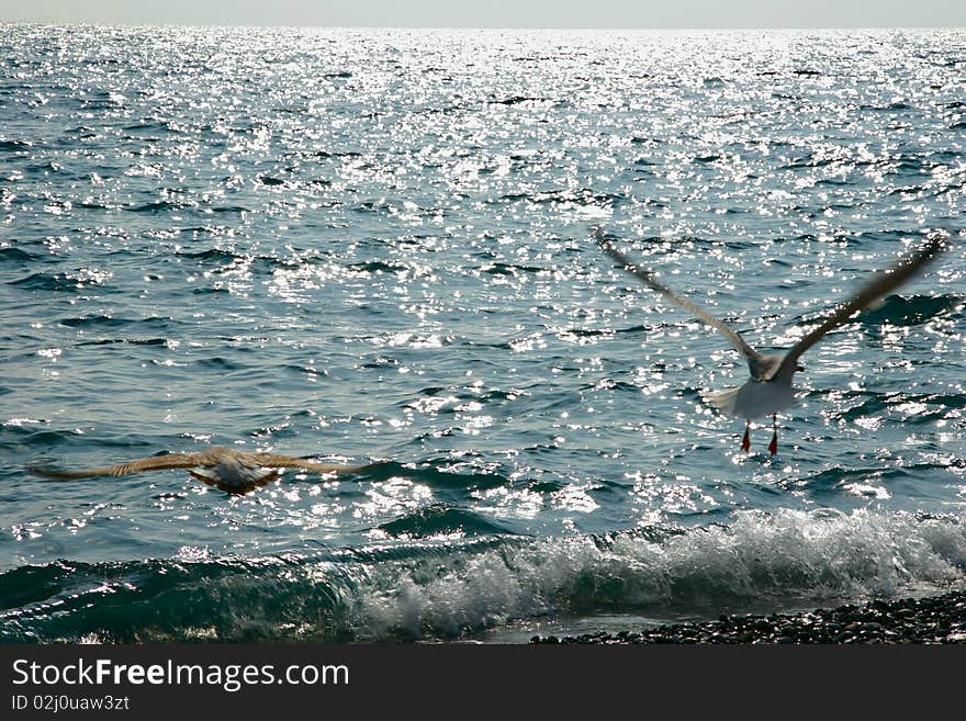 Two silhouettes of seagulls