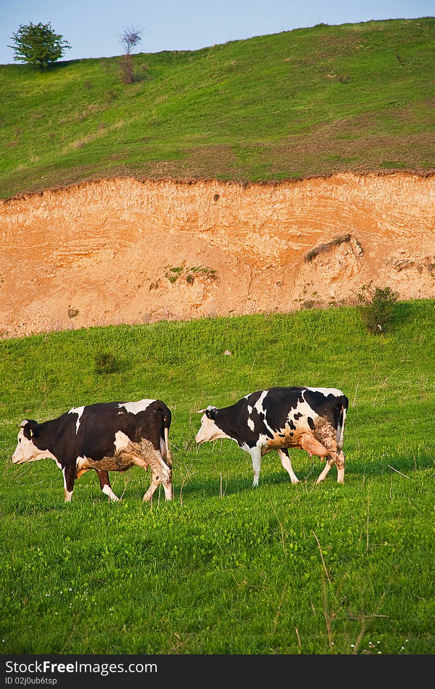 Black And White Cows On Pasturage