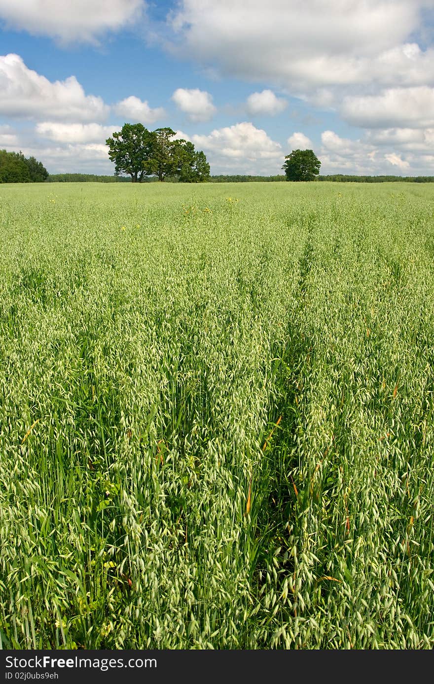 GREEN FIELD