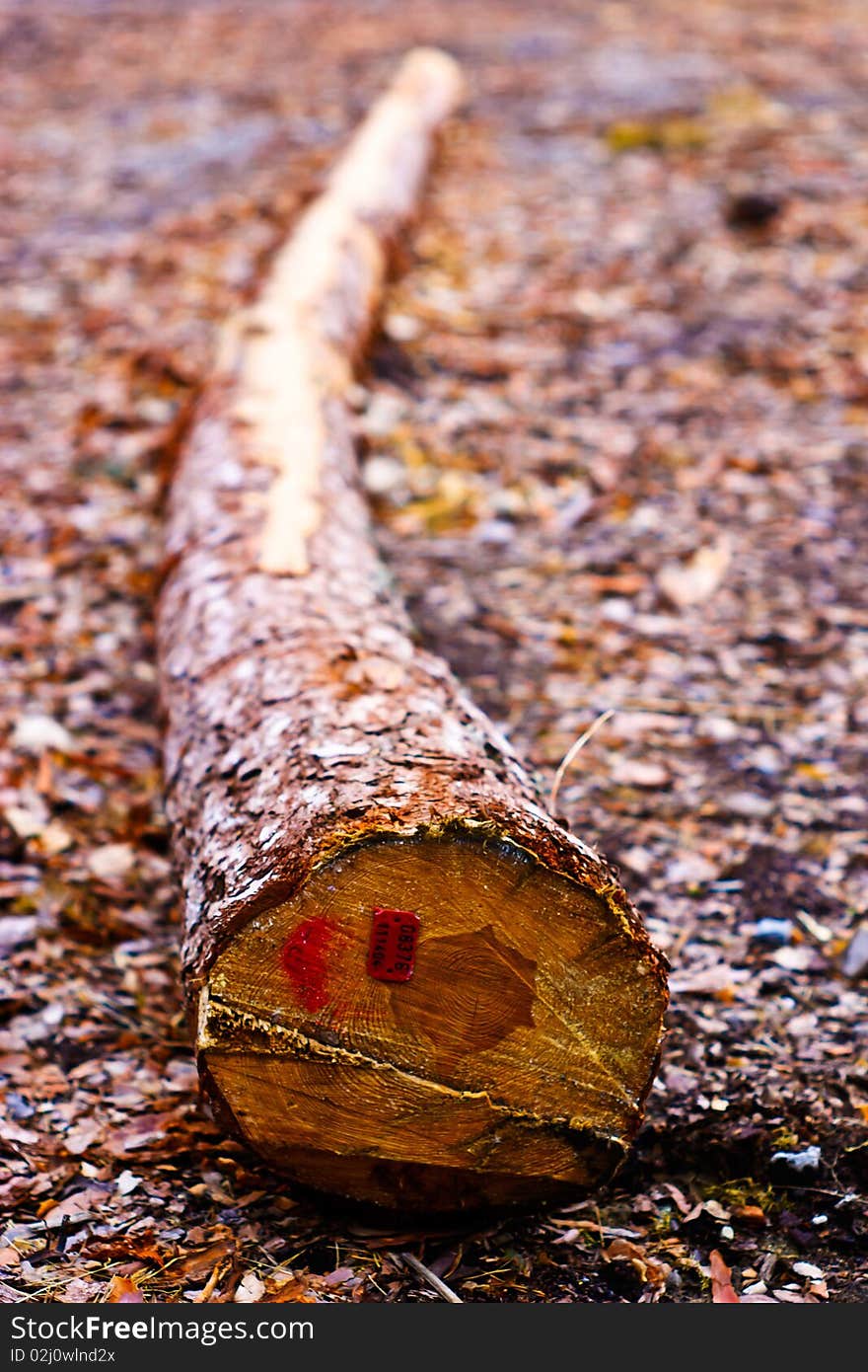 Old grey wood textured for abstract background