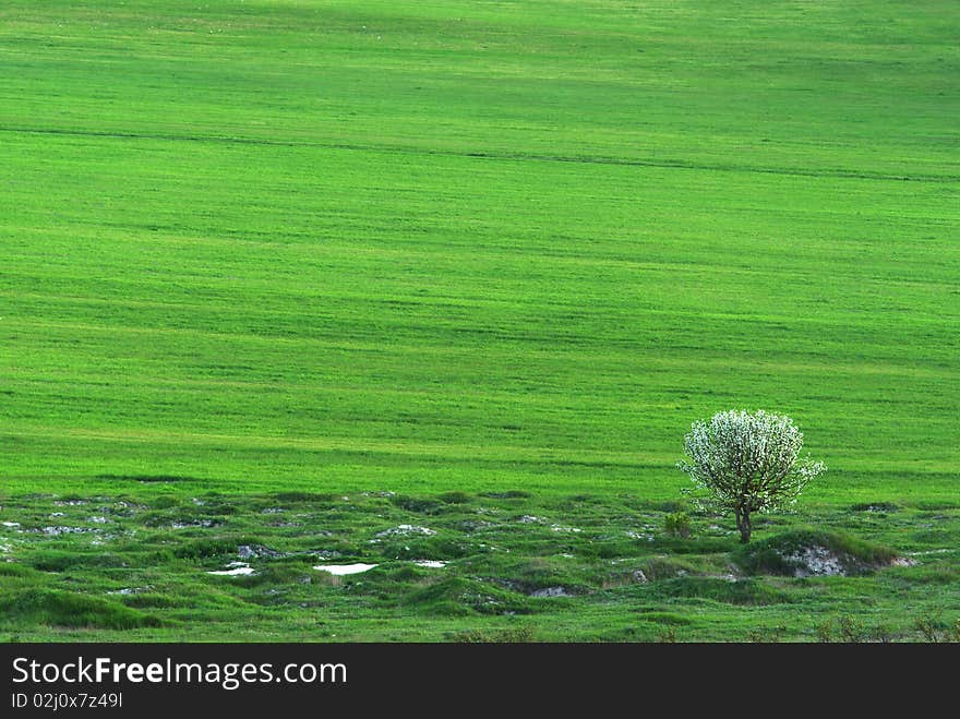 Lonely tree in green meadow. Nature composition.