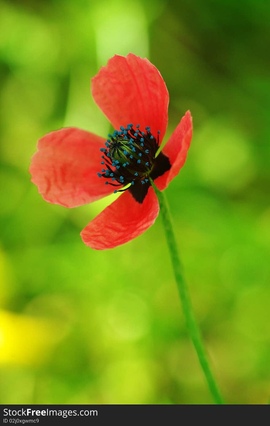 Young beautiful poppy flower. Composition of nature. Young beautiful poppy flower. Composition of nature.