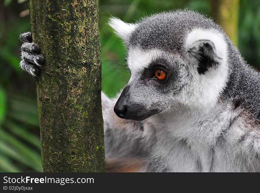 A Lemur with orange eyes staring into empty space while holding onto a tree trunk, seems to be thinking about something. A Lemur with orange eyes staring into empty space while holding onto a tree trunk, seems to be thinking about something.