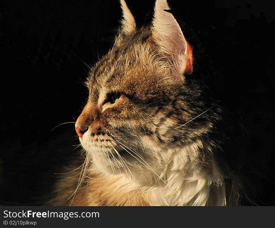 Profile of a cat looking at the sun, on dark background. Profile of a cat looking at the sun, on dark background.