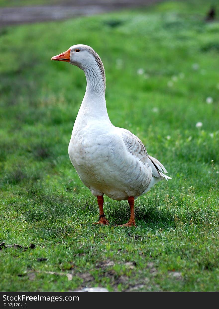 ����� ����animals goose isolated focus beak poultry-yard livestock nobody two bird white selective day tame outdoors,