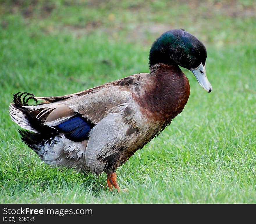 ����� ����animals goose isolated focus beak poultry-yard livestock nobody two bird white selective day tame outdoors,