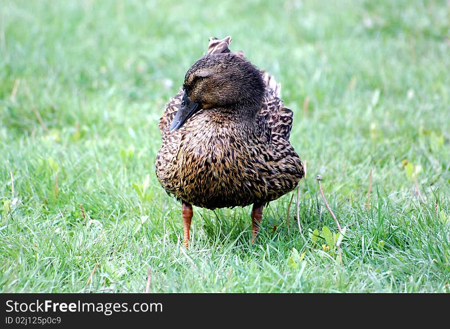 ����� ����animals goose isolated focus beak poultry-yard livestock nobody two bird white selective day tame outdoors,