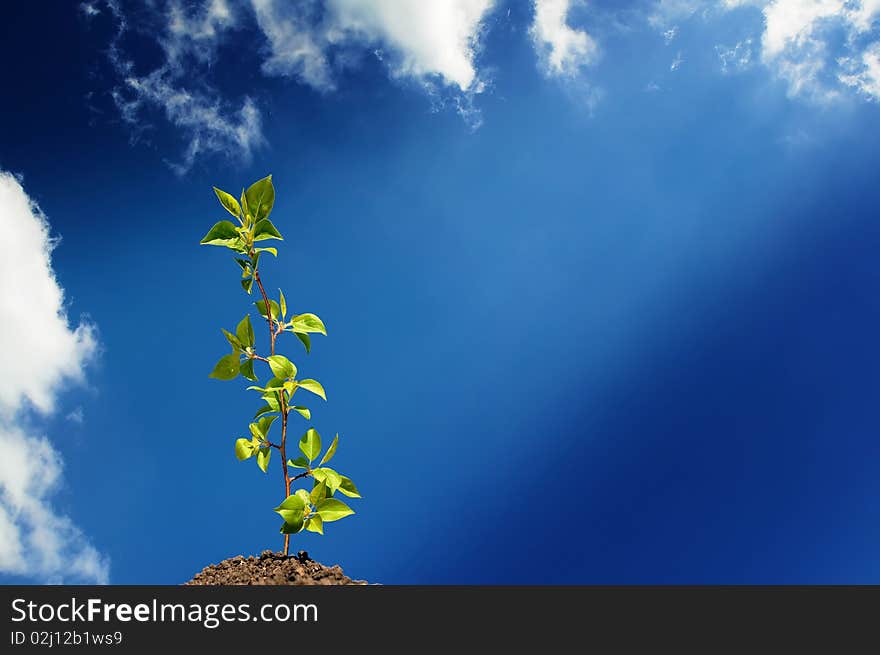 The young green sprout of wood against the sky. The young green sprout of wood against the sky