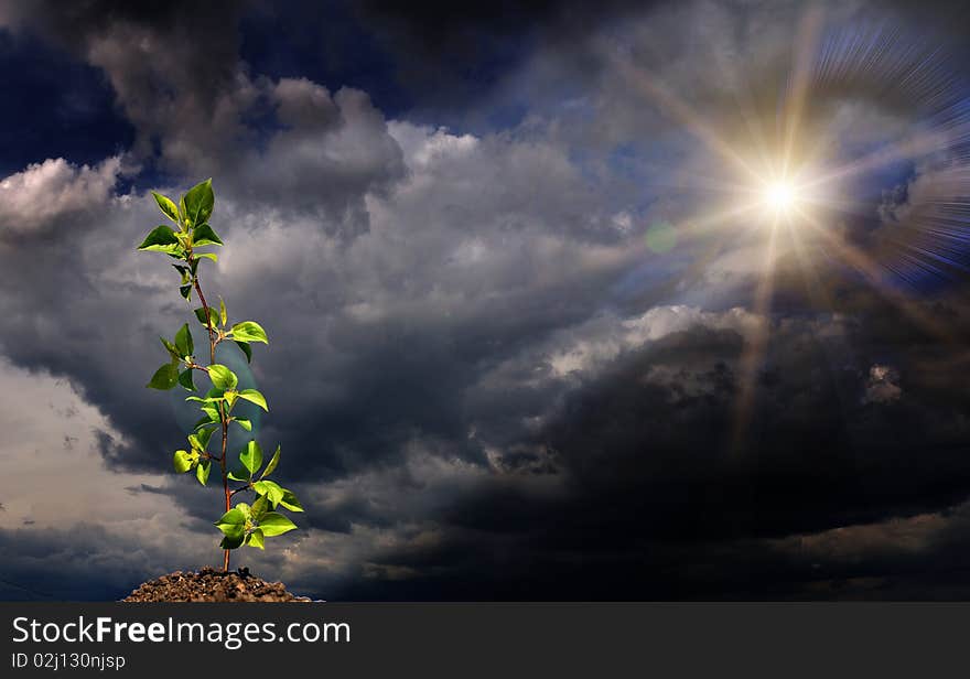 The young green sprout of wood against the sky. The young green sprout of wood against the sky