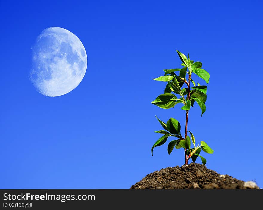 The young green sprout of wood against the sky. The young green sprout of wood against the sky